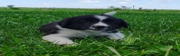 Border Collie dogs for sale: Finnley  - Ad 5