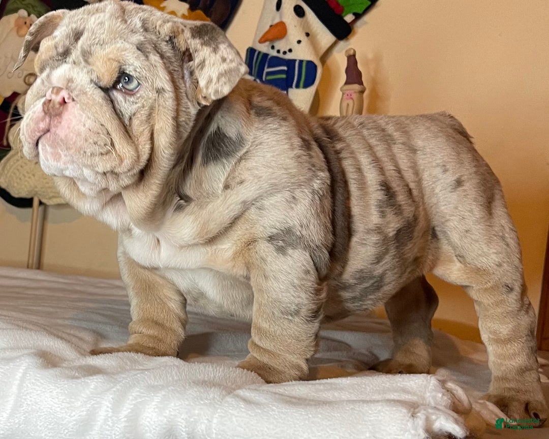 English Bulldog dogs for sale: Cookies - Ad 6
