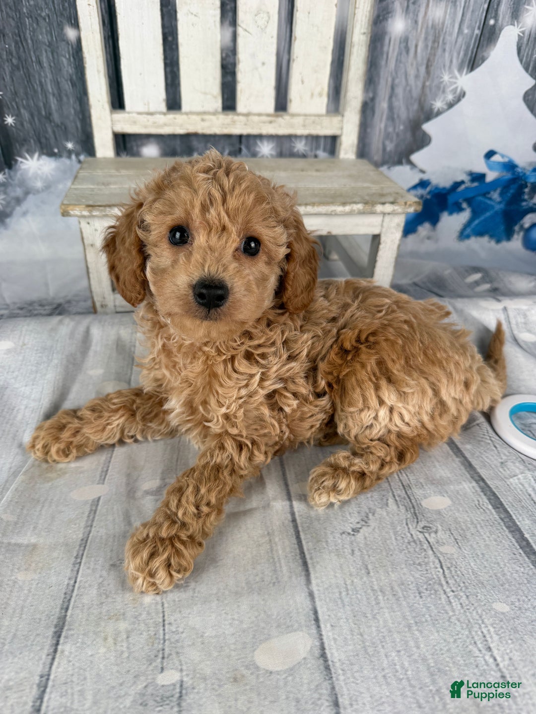 Cavapoo dogs for sale: Willow - Ad 4
