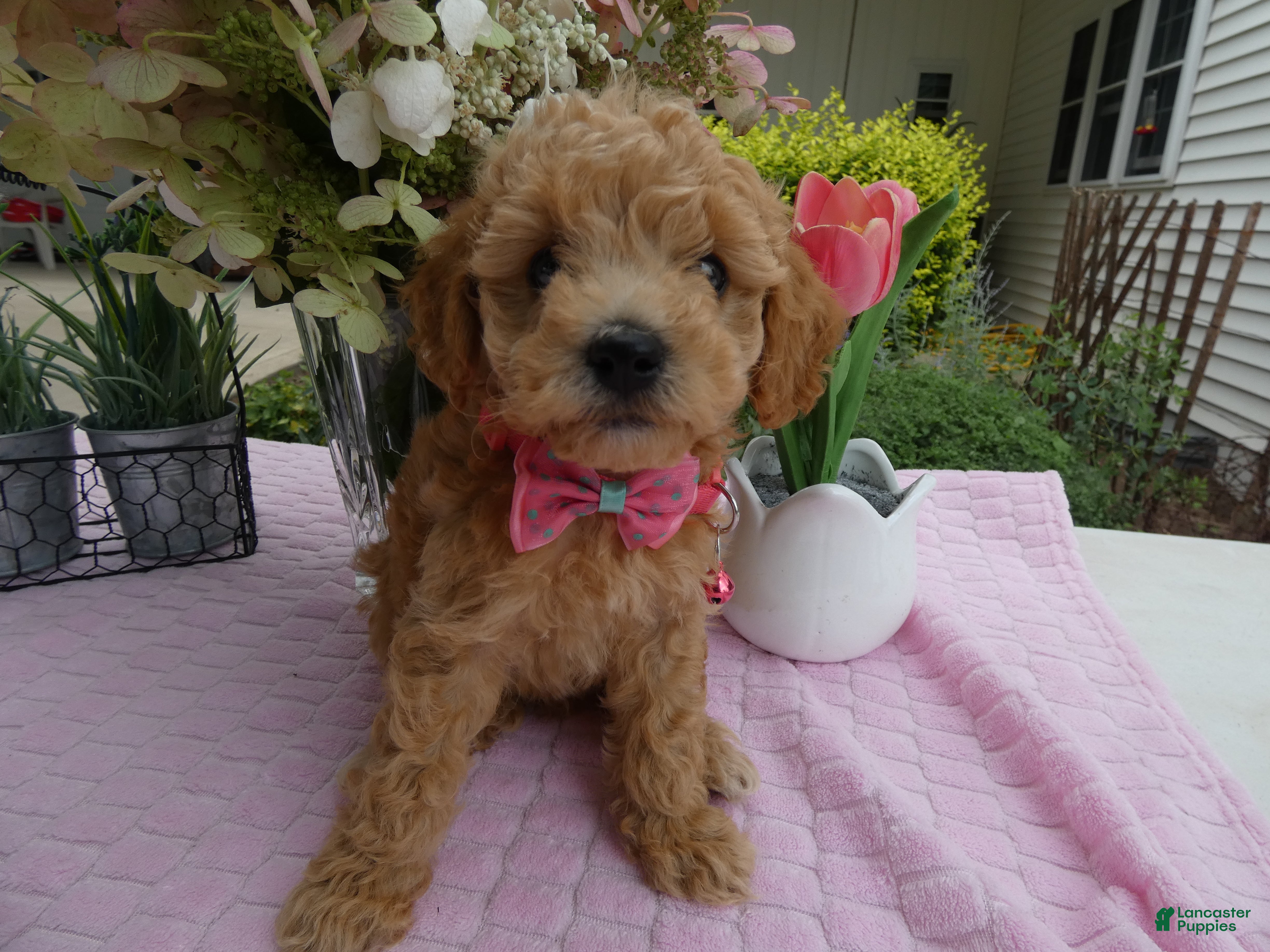 Toy Poodle dogs Toy Poodle 3 Missy - Ad 4