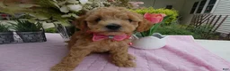 Toy Poodle dogs for sale: Toy Poodle 3 Missy - Ad 1