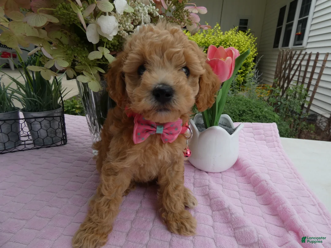 Toy Poodle dogs for sale: Toy Poodle 3 Missy - Ad 1