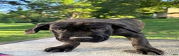 Cane Corso dogs for sale: Blue collar  - Ad 1