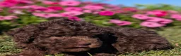 Toy Poodle dogs for sale: Kit Kat - Ad 5