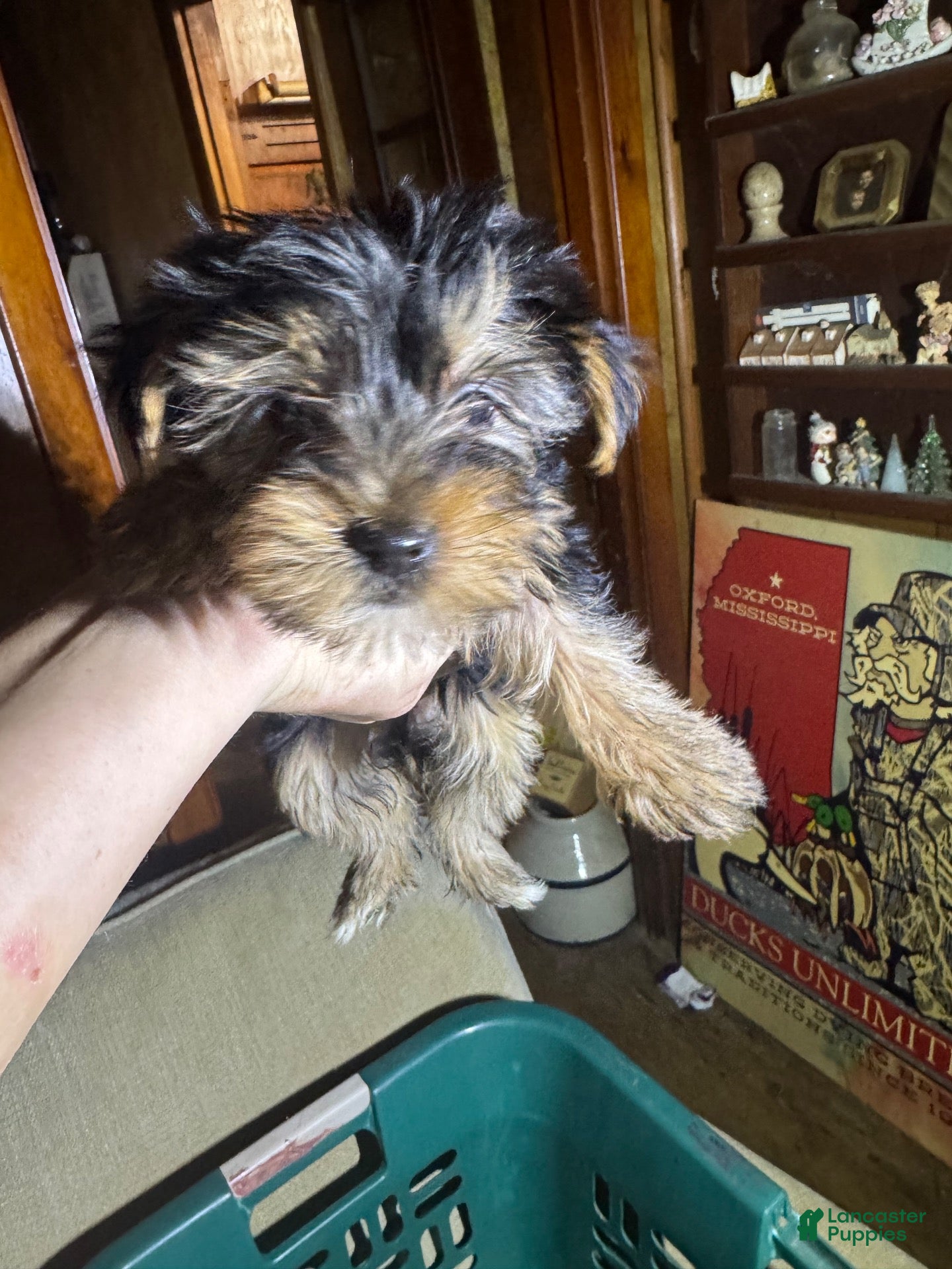 Yorkshire Terrier dogs Yorkshire Terrier 1 - Ad 36