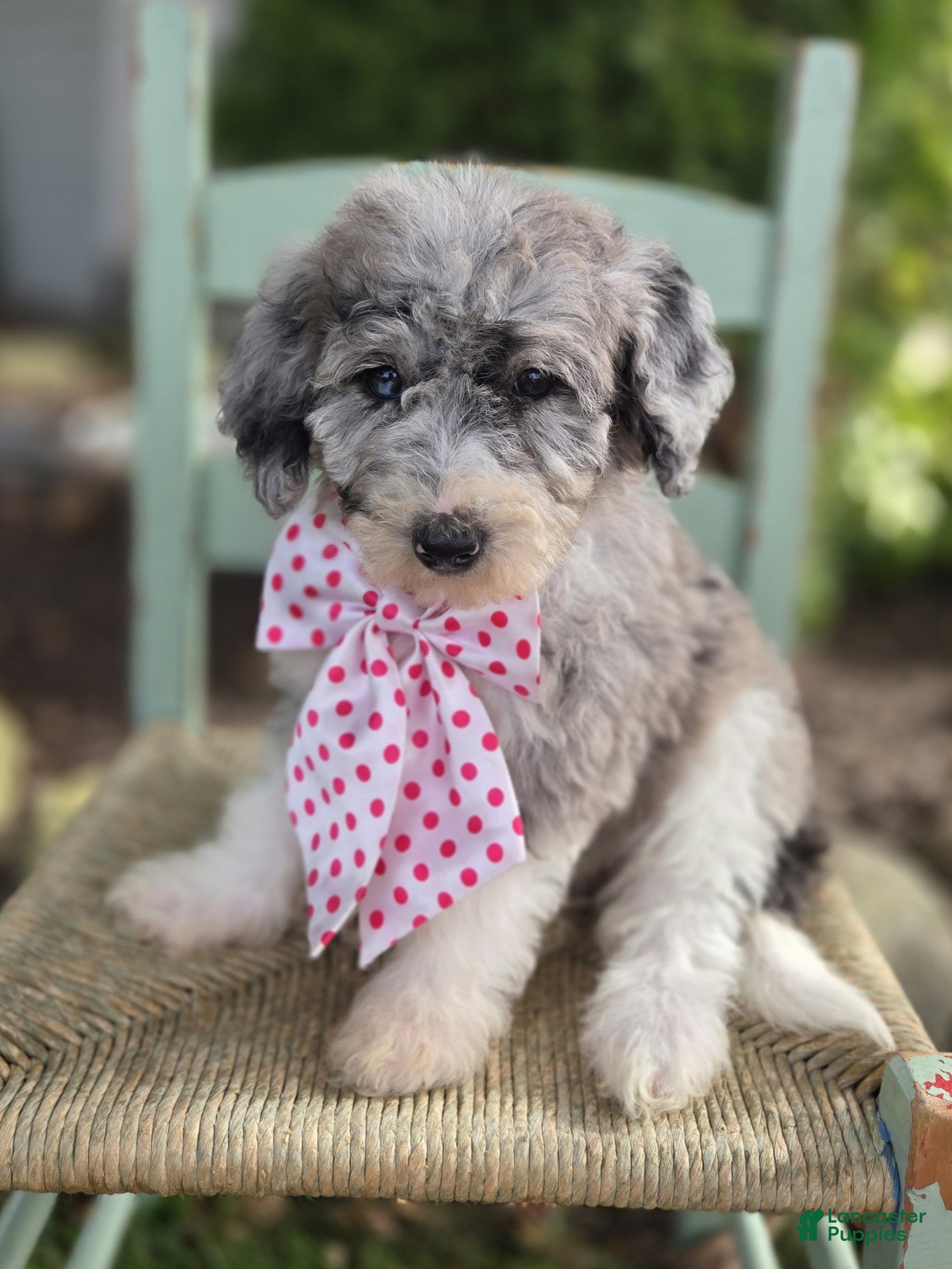 Mini Sheepadoodle dogs Jill - Ad 2