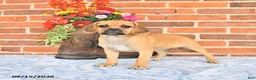 Puggle dogs for sale: Saloma - Ad 4