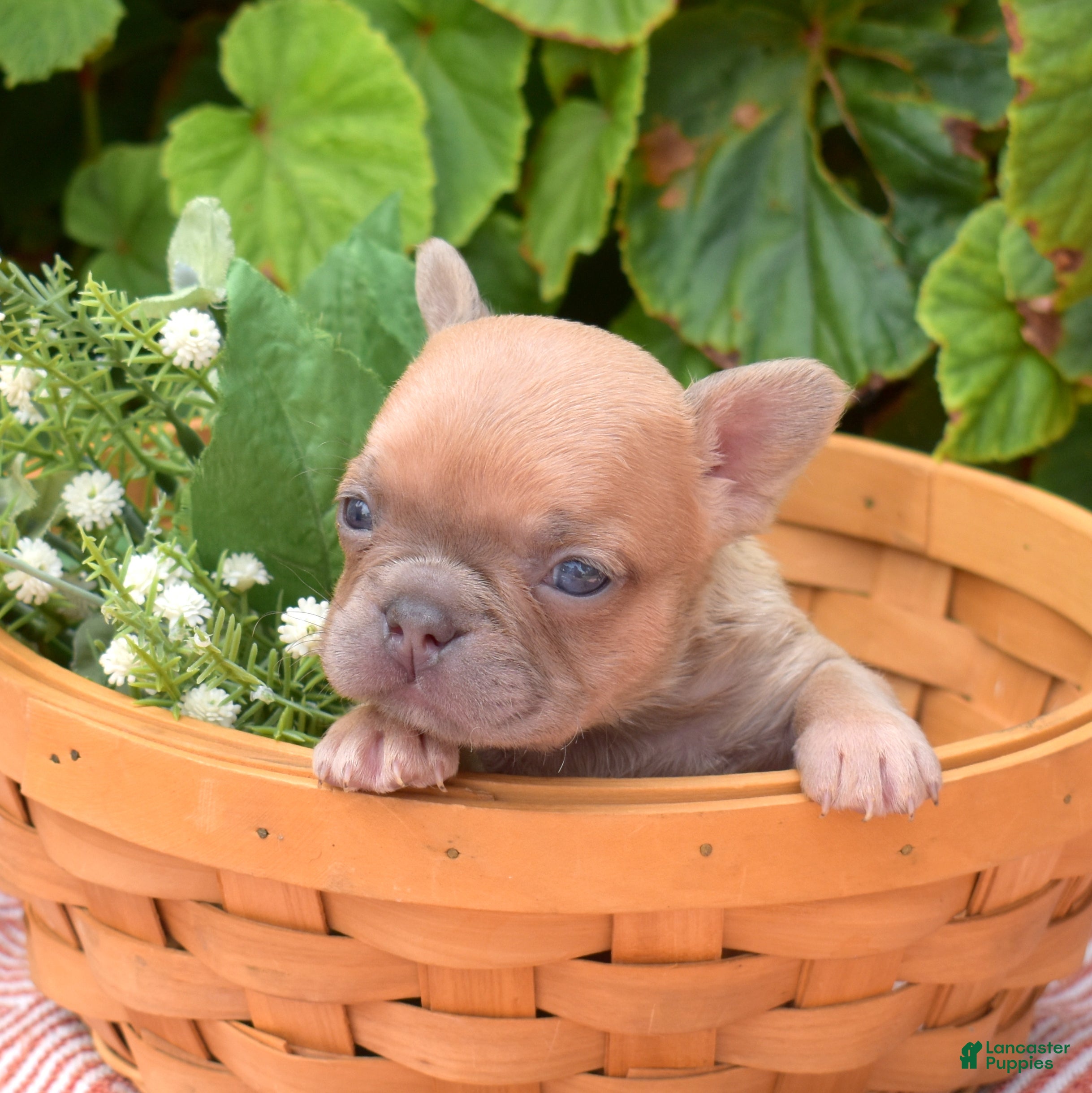 French Bulldog dogs Pumpkin - Ad 1