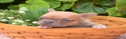 French Bulldog dogs for sale: Pumpkin - Ad 1