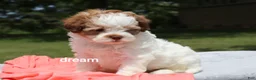 Shihpoo dogs for sale: Lark - Ad 5