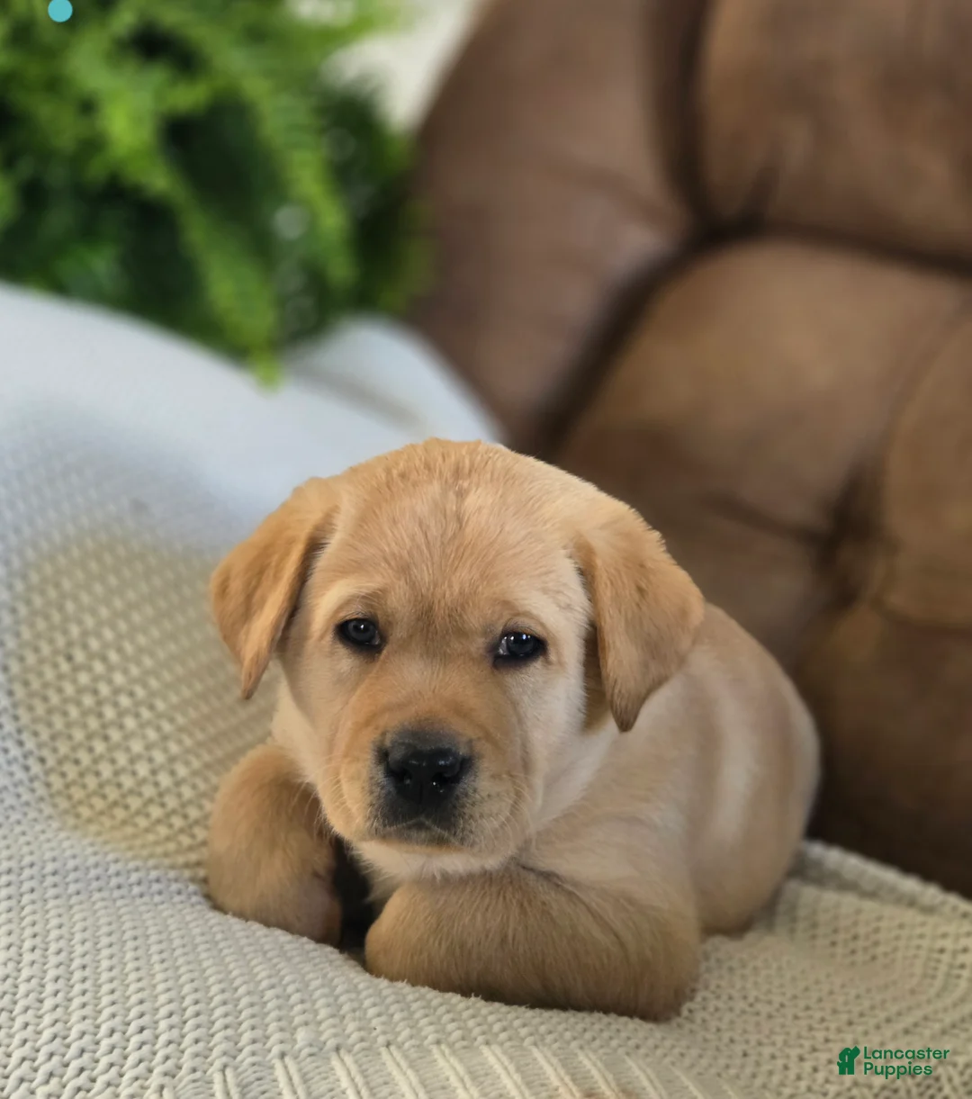 Labrador Retriever dogs for sale: Marco - Ad 2