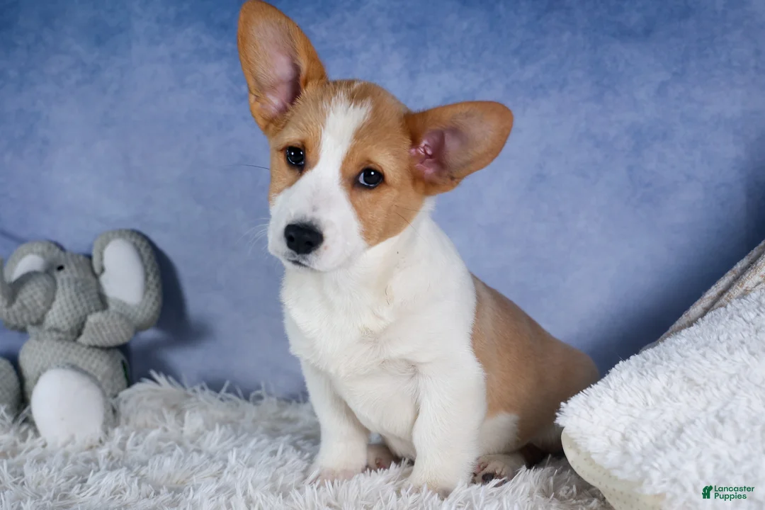 Welsh Corgi Pembroke dogs for sale: Morris - Ad 1
