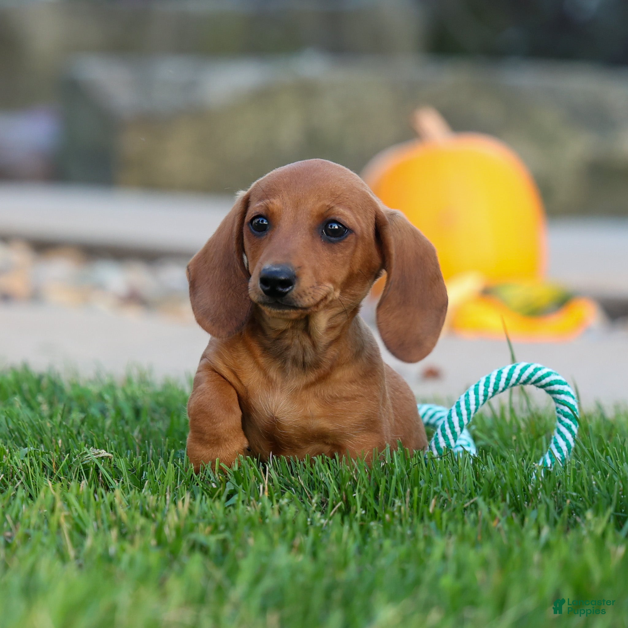 Miniature Dachshund Puppies Puppies For Sale Under 300 Miniature