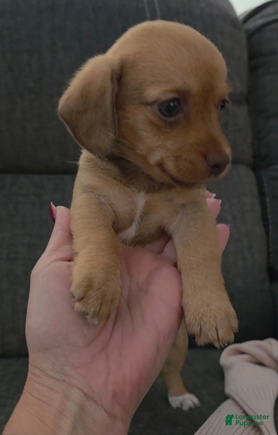 Mixed Breed dogs for sale: Ginger - Ad 3