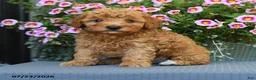 Miniature Poodle dogs for sale: Waffle - Ad 1