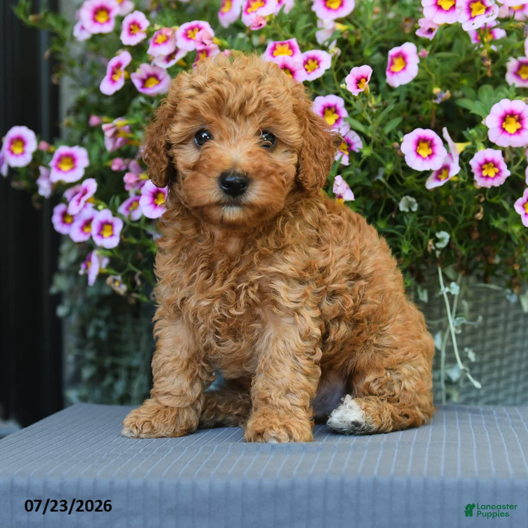 Miniature Poodle dogs for sale: Waffle - Ad 1