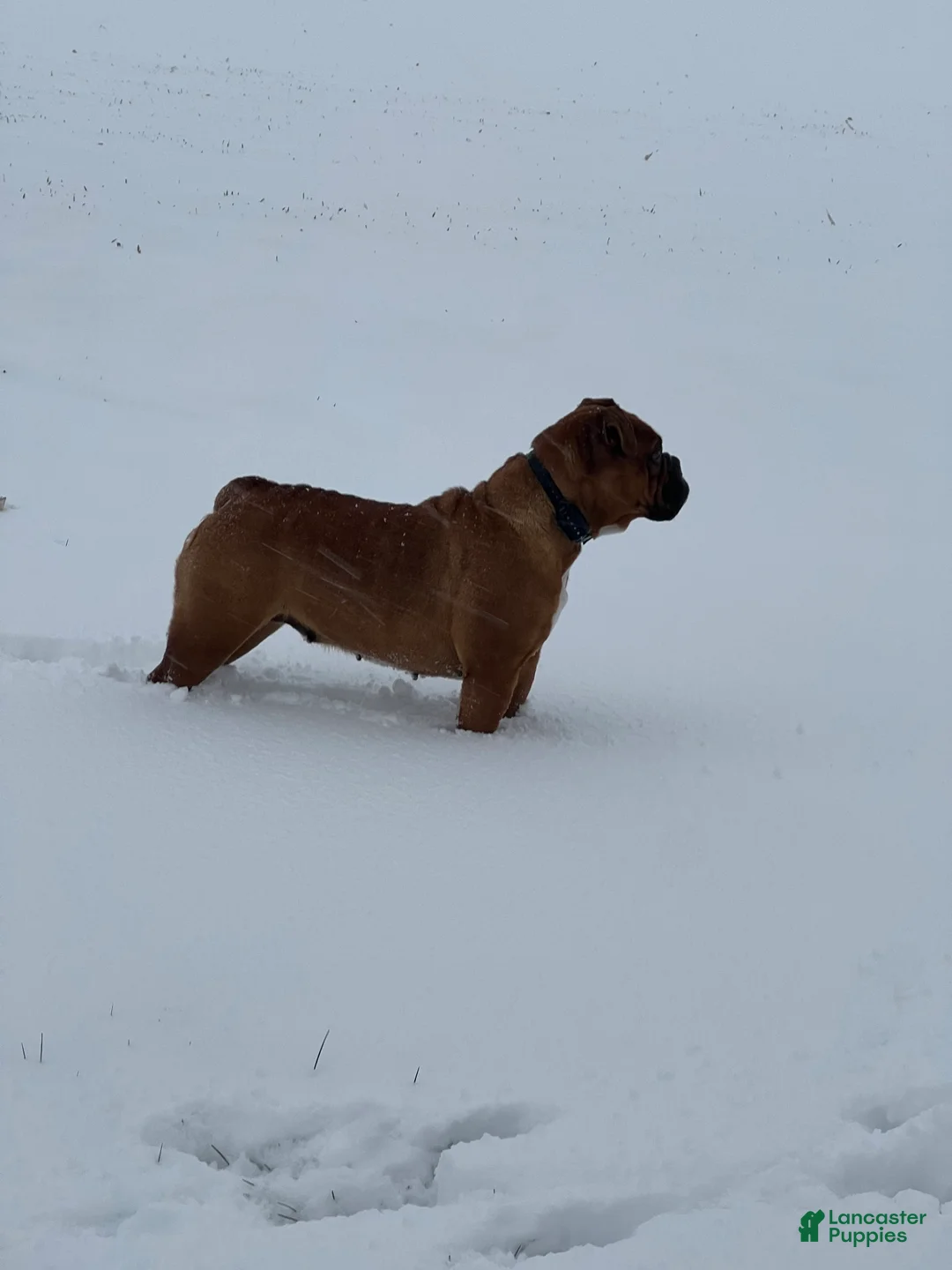 English Bulldog dogs for sale: Beau - Ad 4