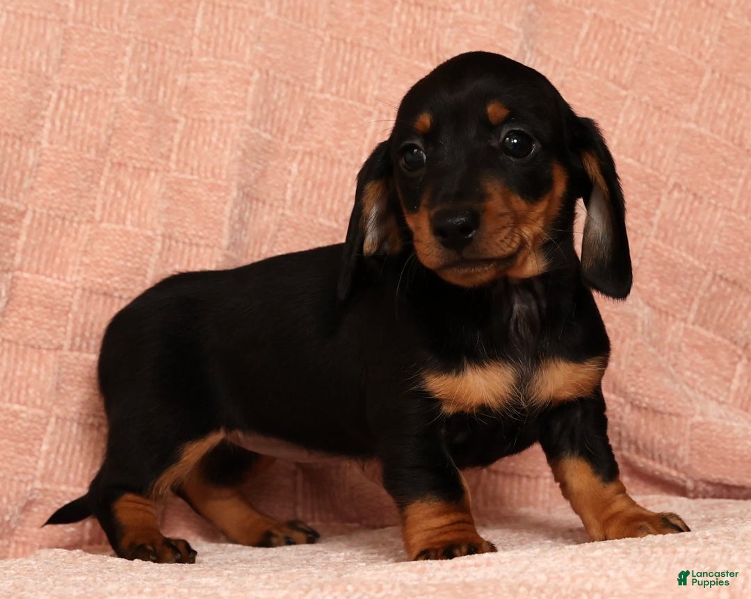 Miniature Dachshund dogs for sale: Nova - Ad 1