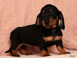 Miniature Dachshund dogs Nova - Ad 14
