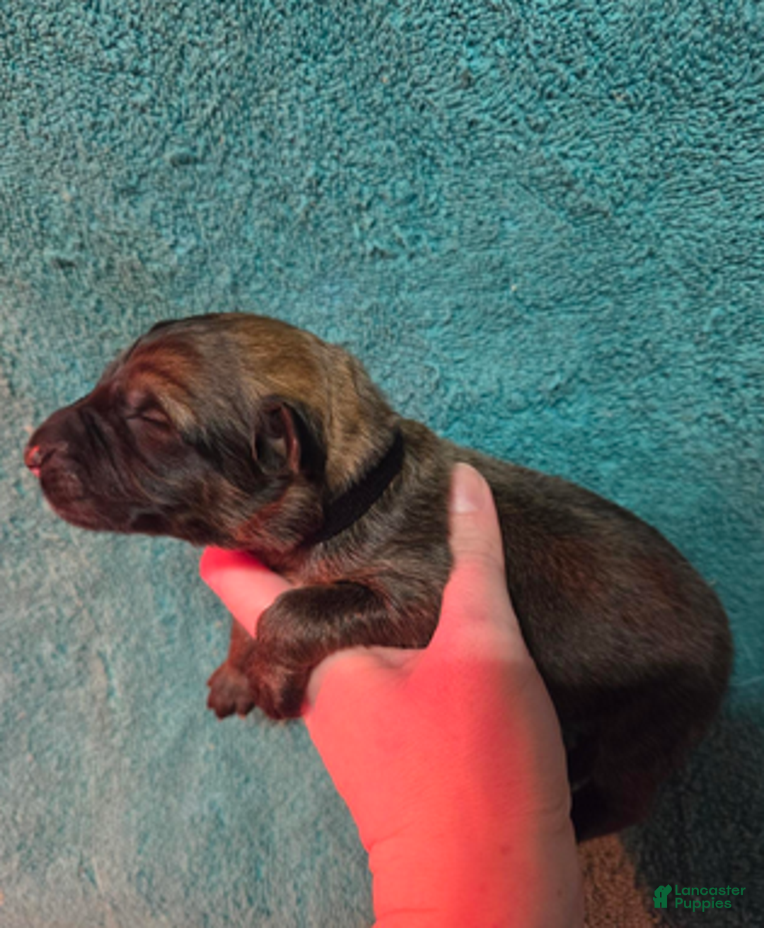 German Shepherd dogs for sale: Black Collar Boy - Ad 4