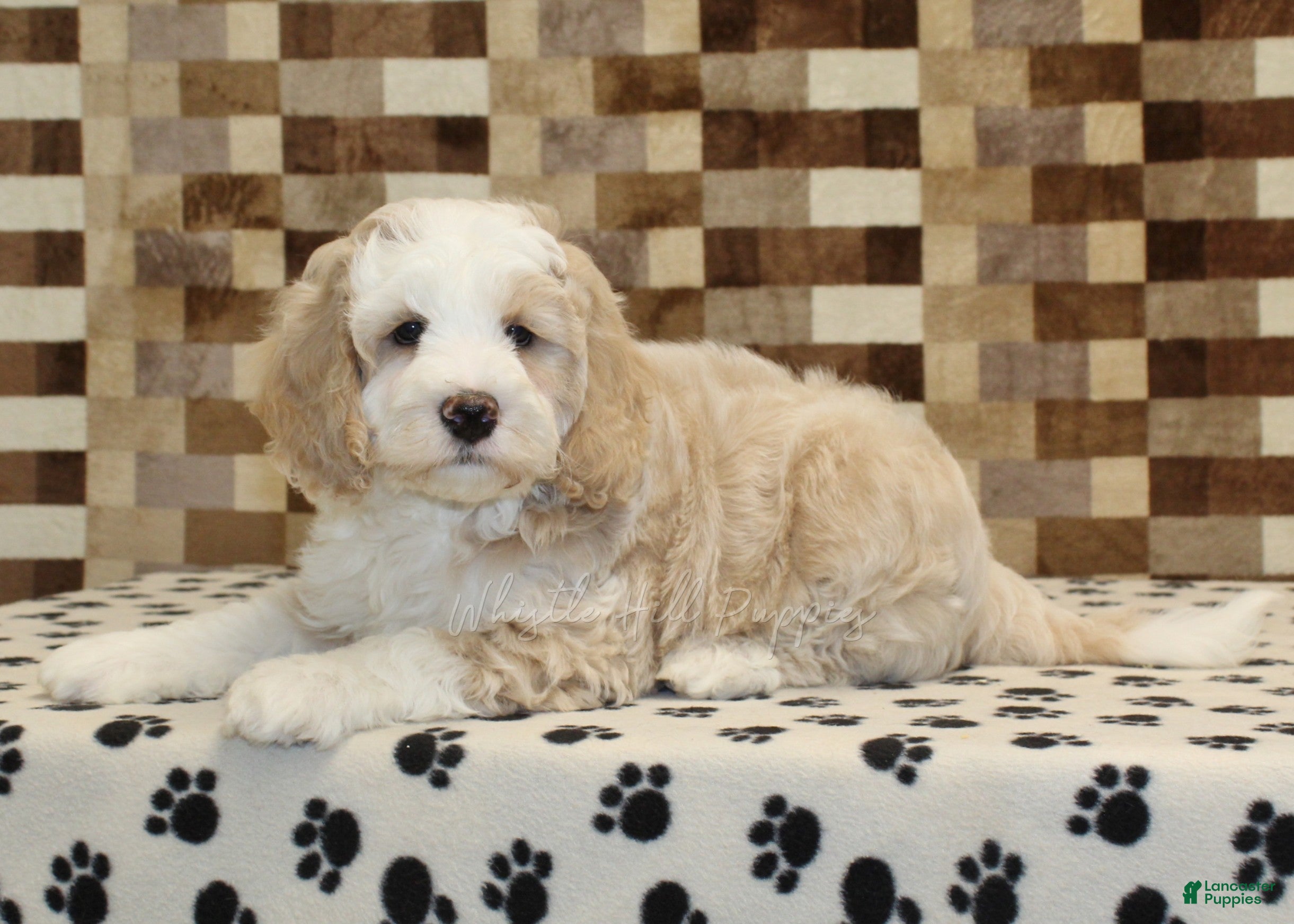 Mini Bernedoodle dogs Buddy - Ad 2
