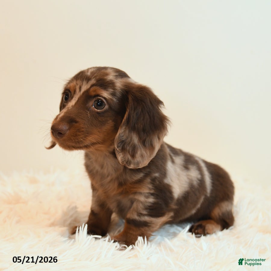 Miniature Dachshund dogs Stretch - Ad 2