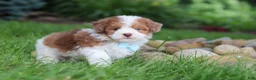 Havapoo dogs for sale: Parker - Ad 6