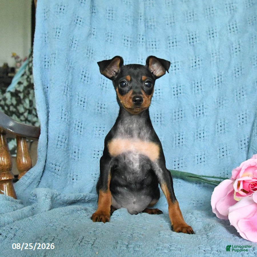 Miniature Pinscher dogs Rascal - Ad 2