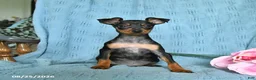 Miniature Pinscher dogs for sale: Rascal - Ad 2