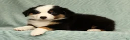 Australian Shepherd dogs for sale: Sadie - Ad 7