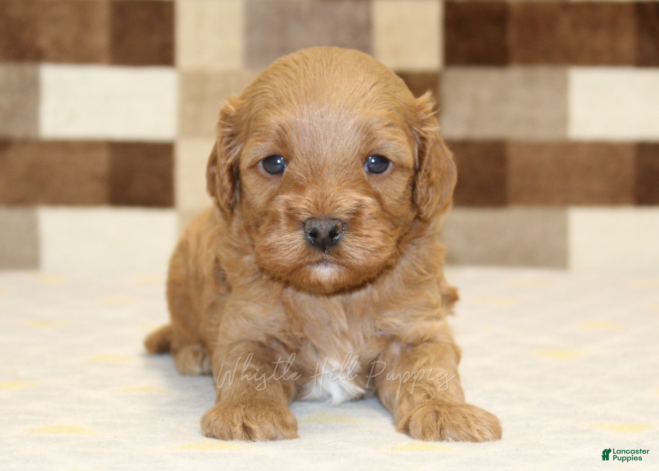 Cavapoo dogs Donny - Ad 2