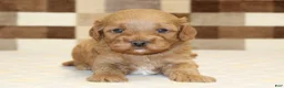 Cavapoo dogs for sale: Donny - Ad 2