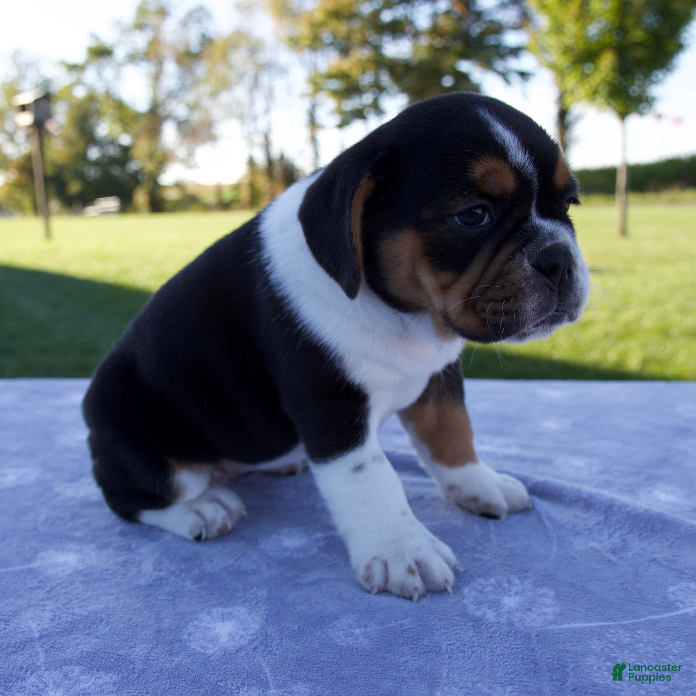 Beabull dogs Alice - Ad 2