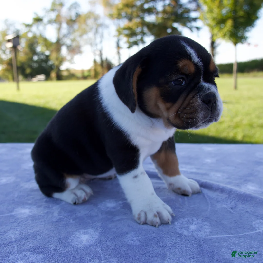 Beabull dogs for sale: Alice - Ad 2