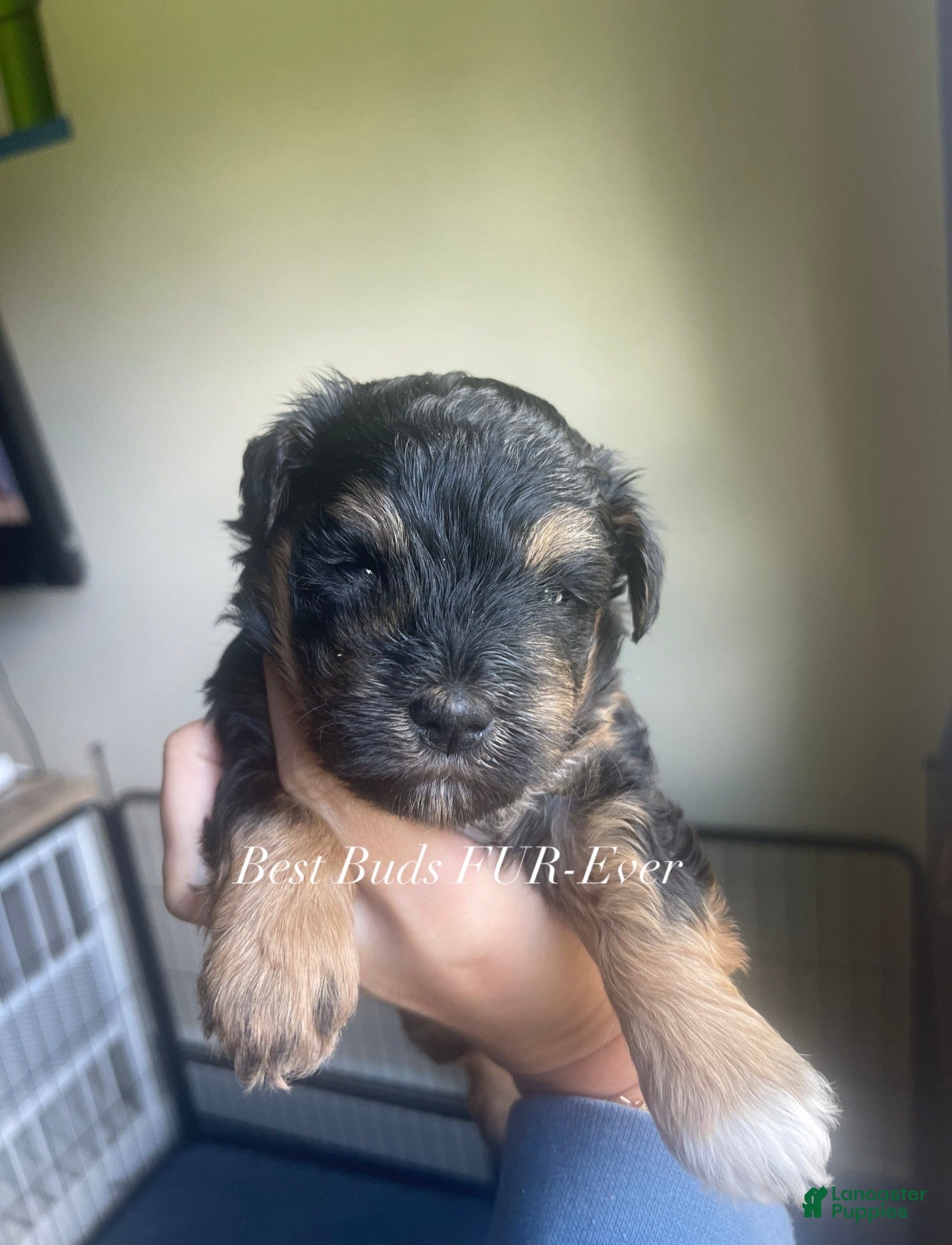 Miniature Schnauzer dogs Miniature Schnauzer 5 - Ad 2