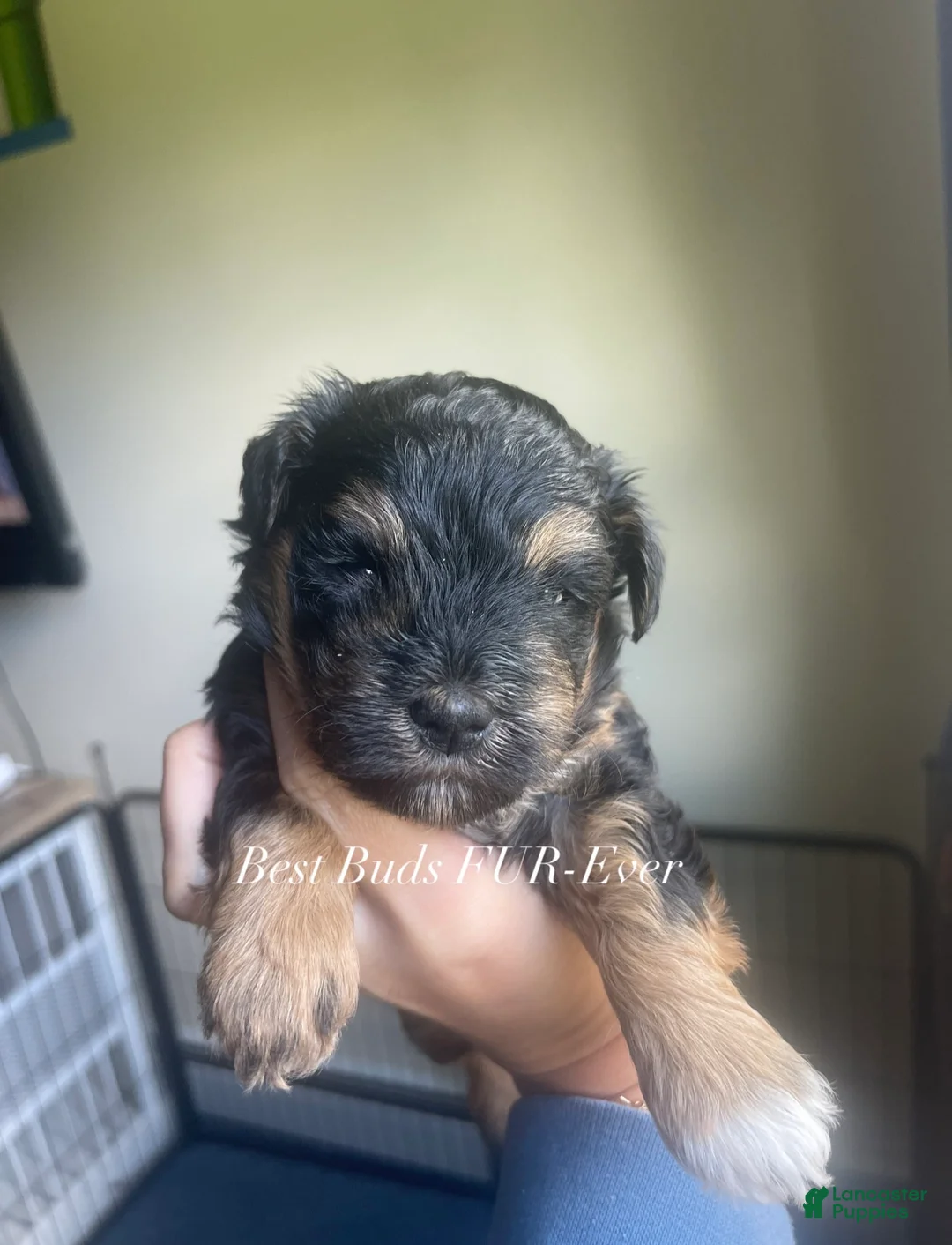 Miniature Schnauzer dogs for sale: Miniature Schnauzer 5 - Ad 2