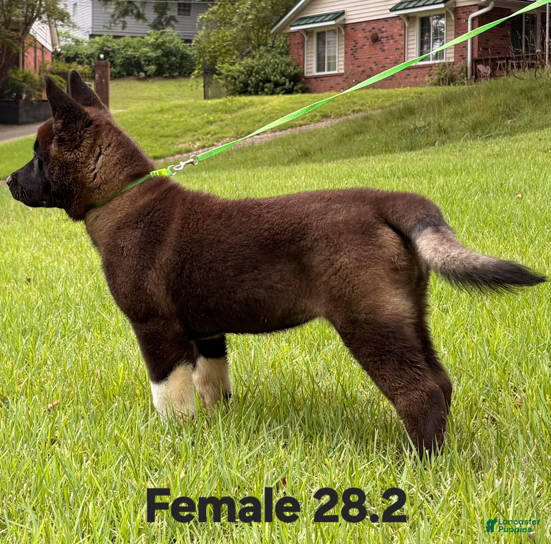 Akita dogs Akita Puppy 2 - Ad 1