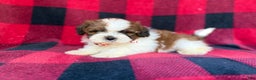 Shihpoo dogs for sale: Cypress - Ad 1