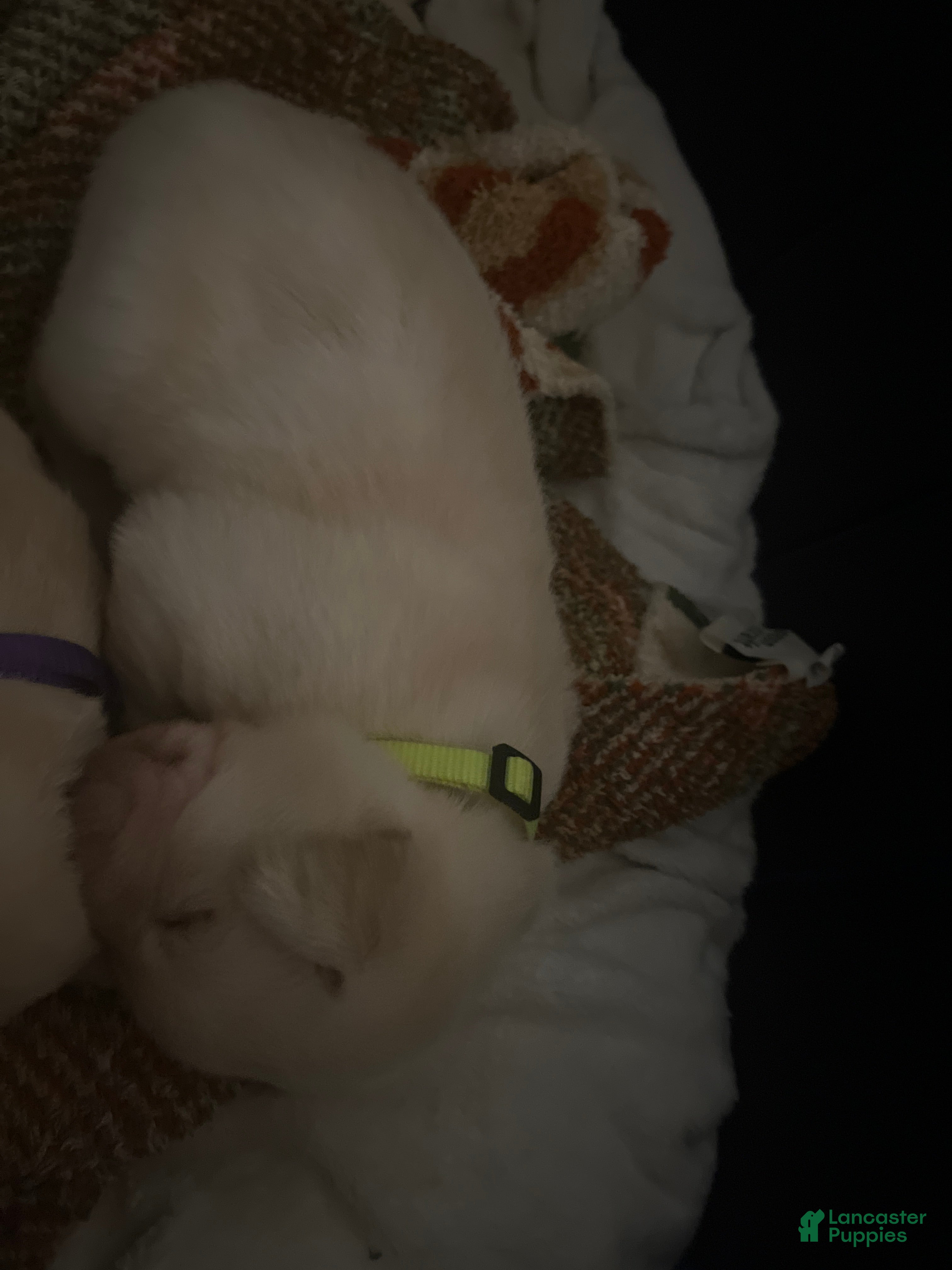 Labrador Retriever dogs Opie - Ad 1