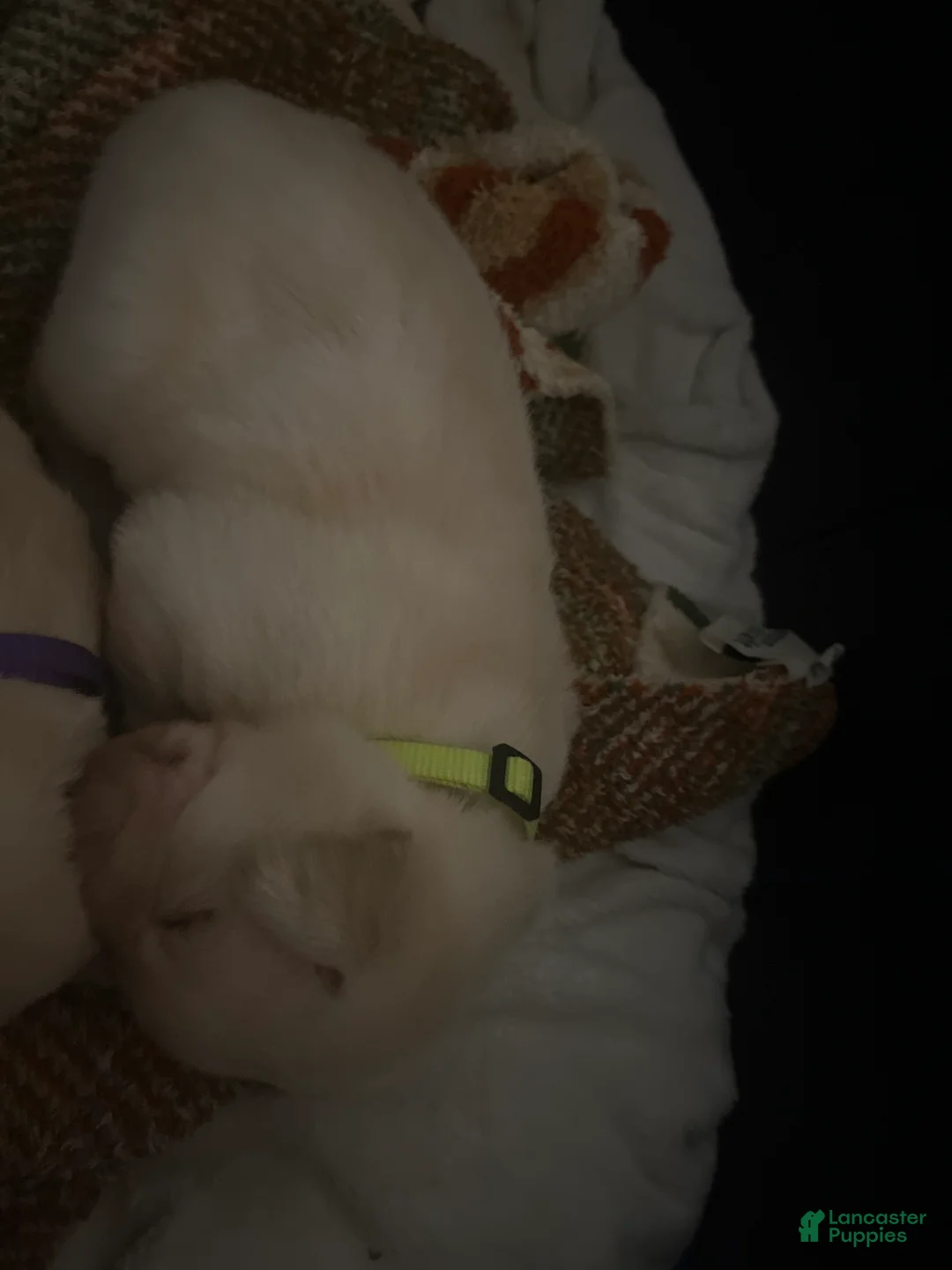 Labrador Retriever dogs for sale: Opie - Ad 1