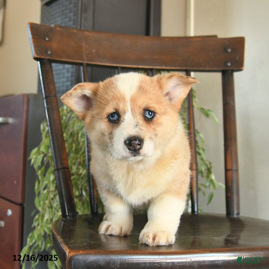 Welsh Corgi Pembroke dogs for sale: Mia  - Ad 2