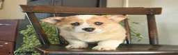Welsh Corgi Pembroke dogs for sale: Mia  - Ad 5