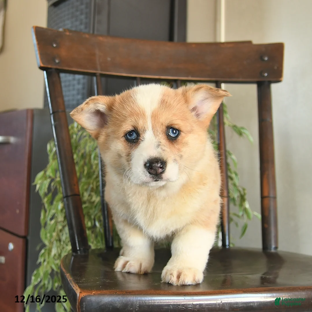 Welsh Corgi Pembroke dogs for sale: Mia  - Ad 5