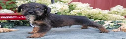 Miniature Schnauzer dogs for sale: Koda - Ad 1