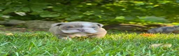English Bulldog dogs for sale: SQUISHY PAWS - Ad 13