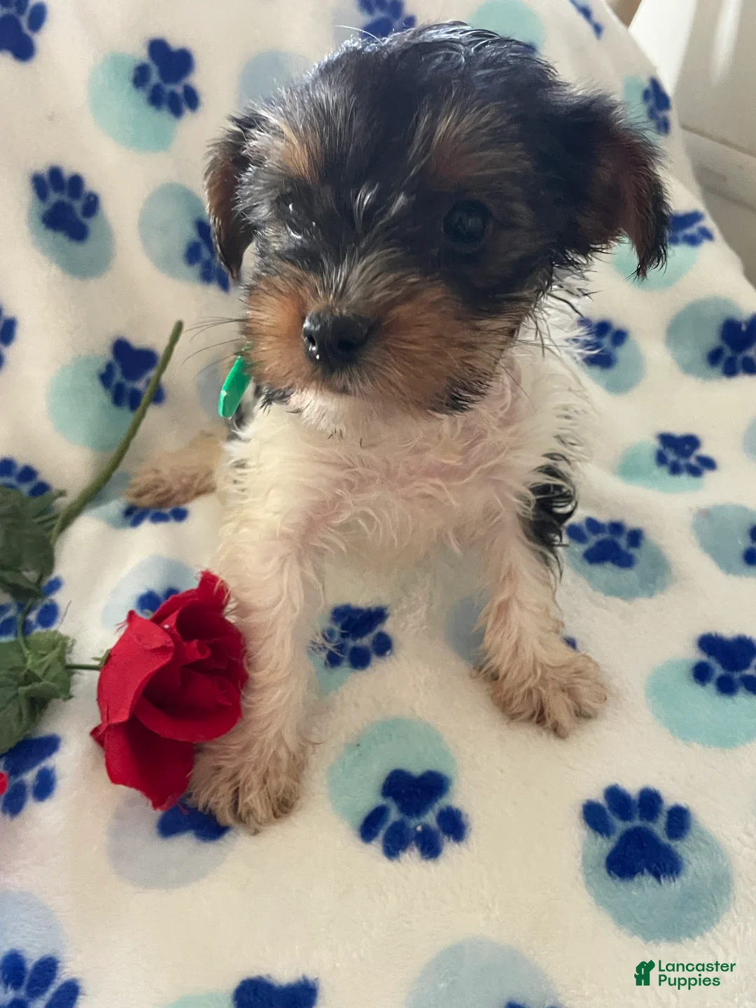 Mixed Breed dogs for sale: Pebbles - Ad 3