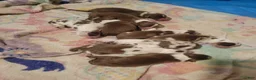 Australian Shepherd dogs for sale: Australian Shepherd 4 - Ad 5