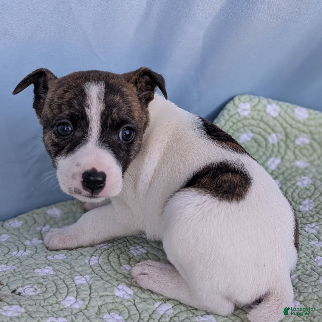 Rat Terrier dogs for sale: Chai - Ad 2