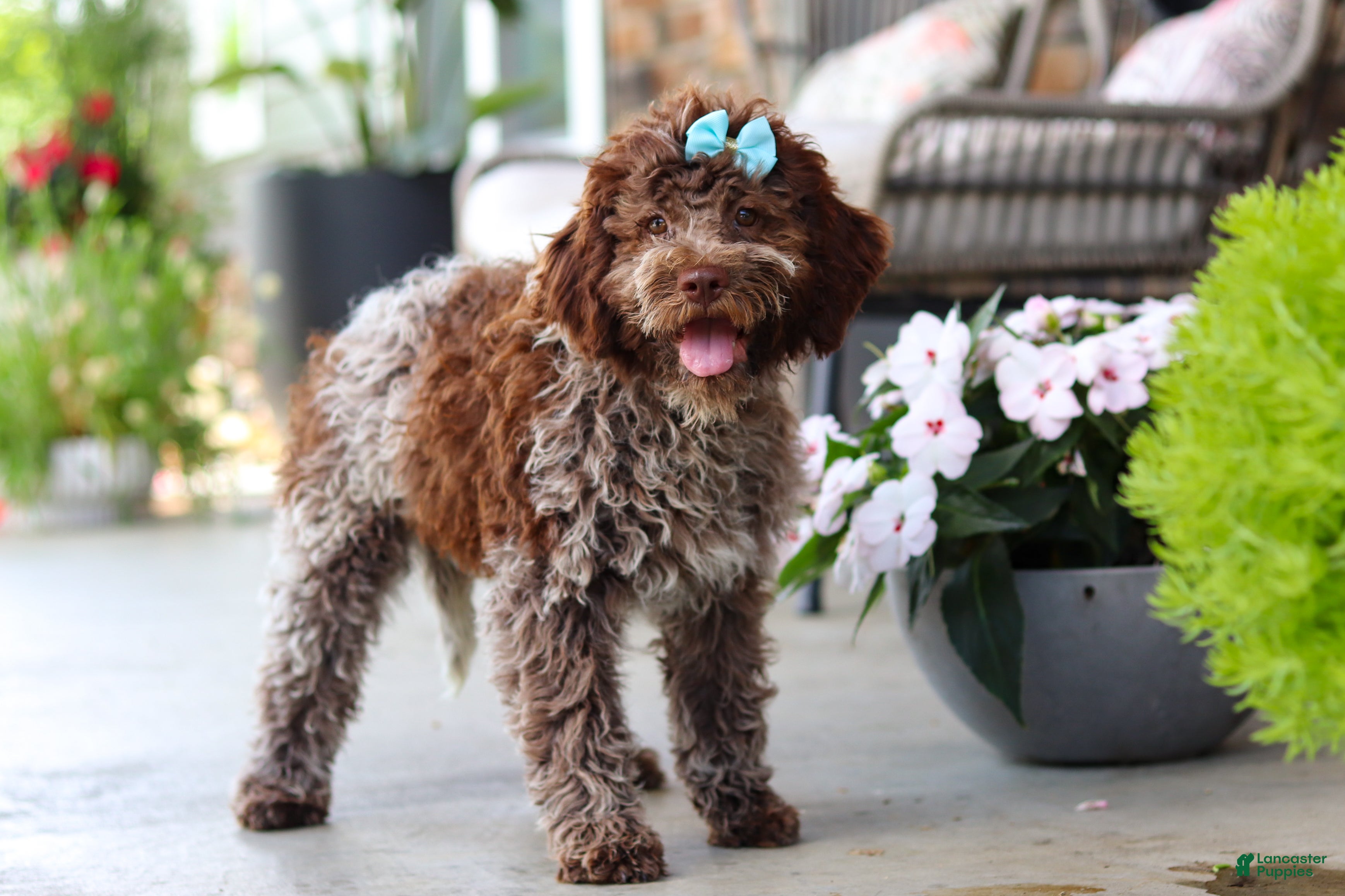 Lagotto Romagnolo dogs Maisie - Ad 2