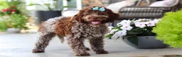 Lagotto Romagnolo dogs for sale: Maisie - Ad 8
